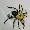 تصویری از فیگور رتیل زانو طلایی مکزیکی با طراحی واقعی و باکیفیت، اندازه 16 سانتیمتر، مناسب برای کلکسیونرها و علاقه‌مندان به جانوران خاص.